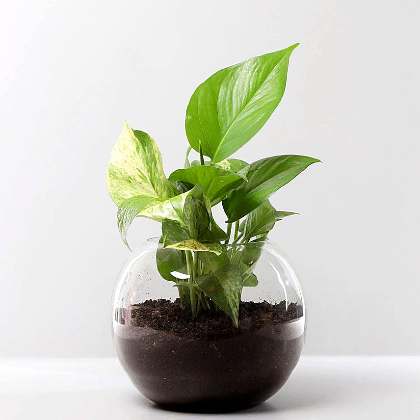  money plant gift ideas